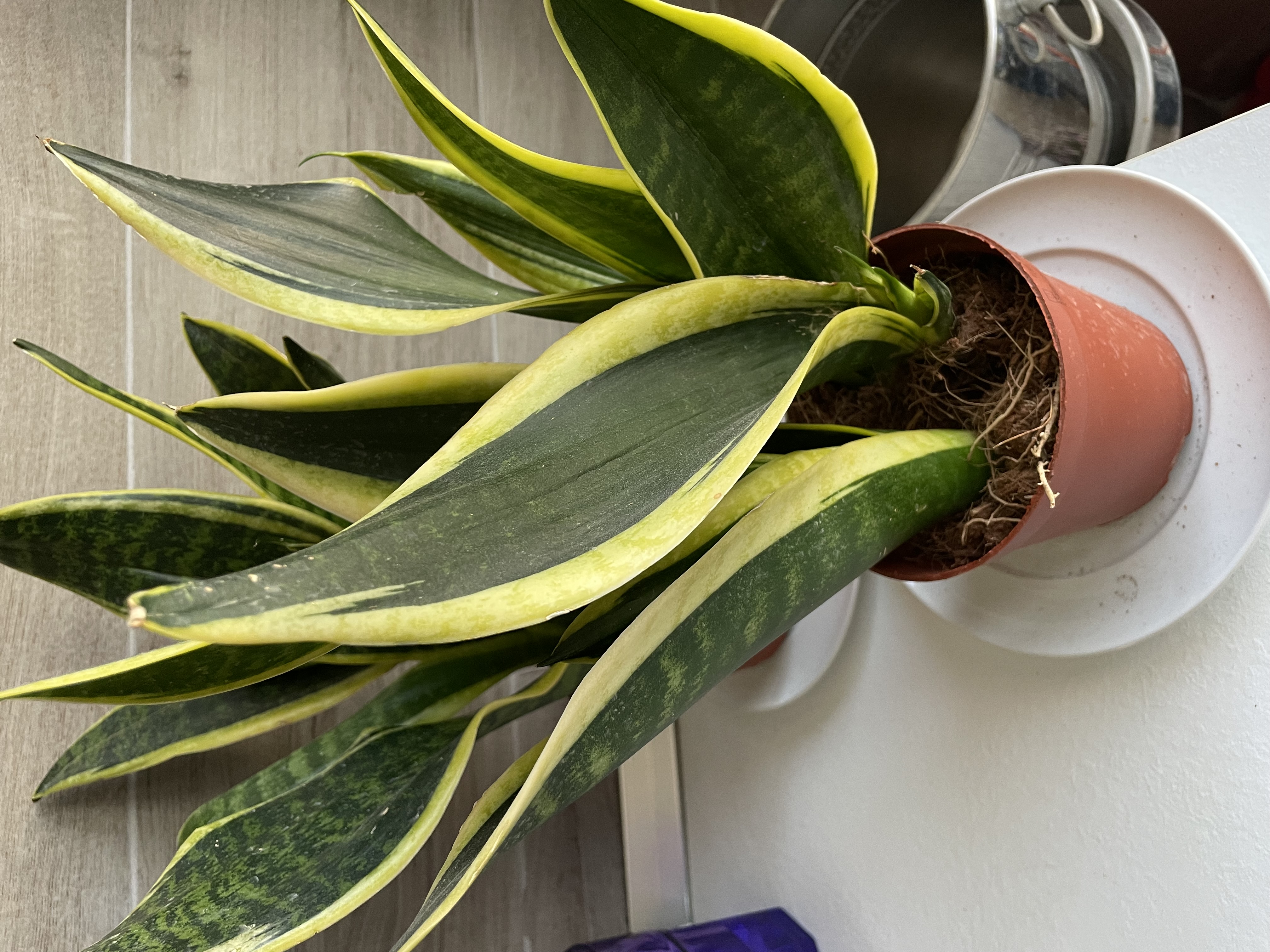 Snake plant